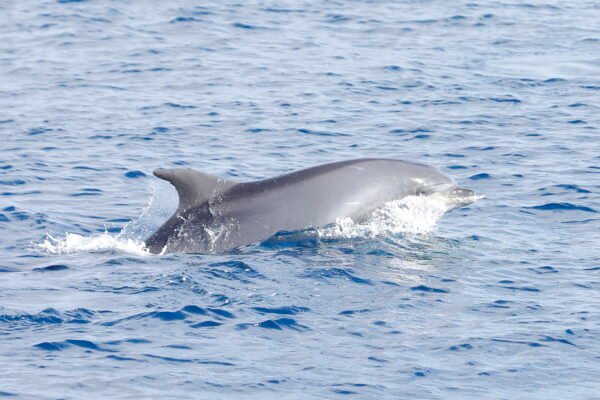 delfines de Gran Canaria